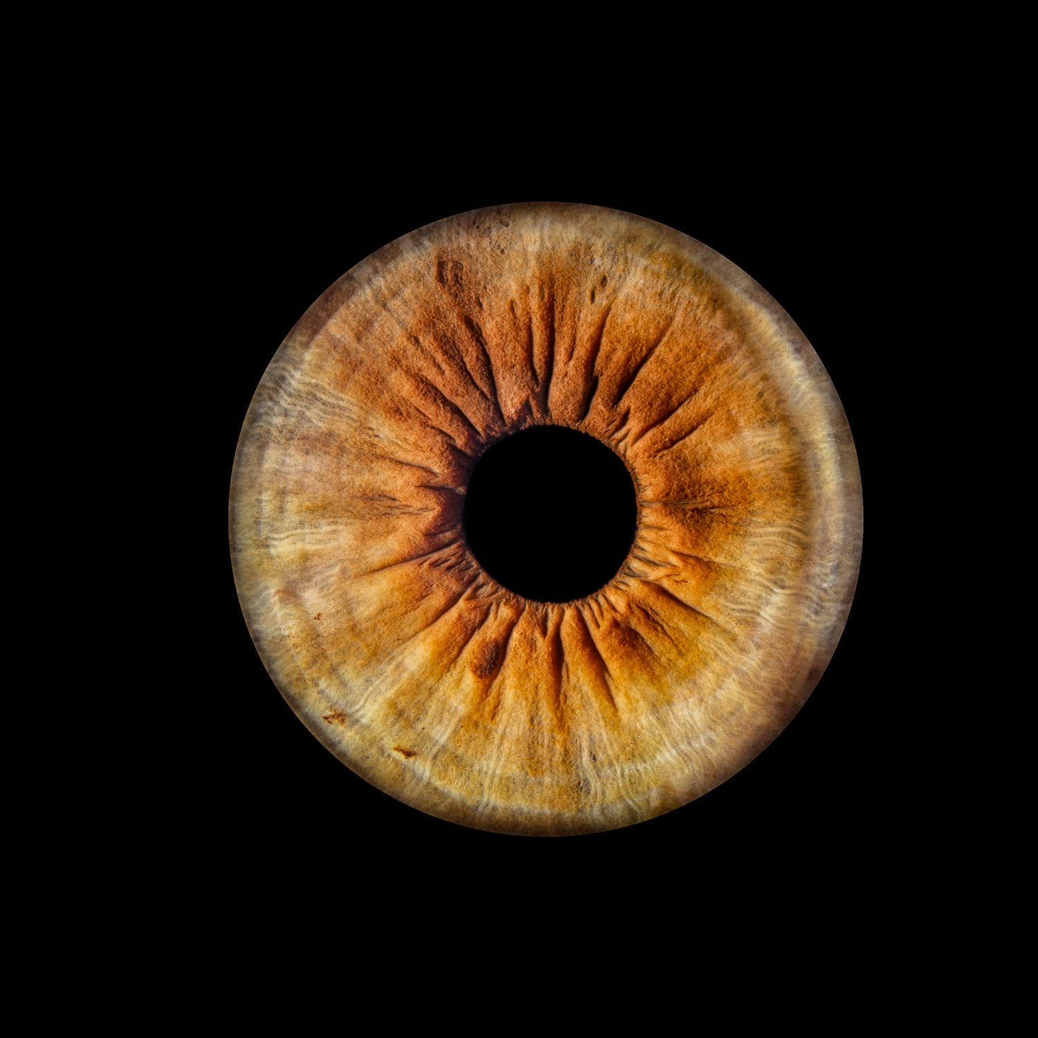 Art de l'Iris Manuel Burger